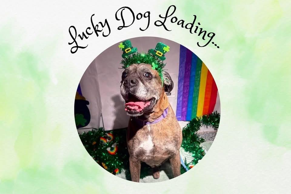 Enlarge Bruno, an adopted Boxer in Fountaintown, IN image 5/6