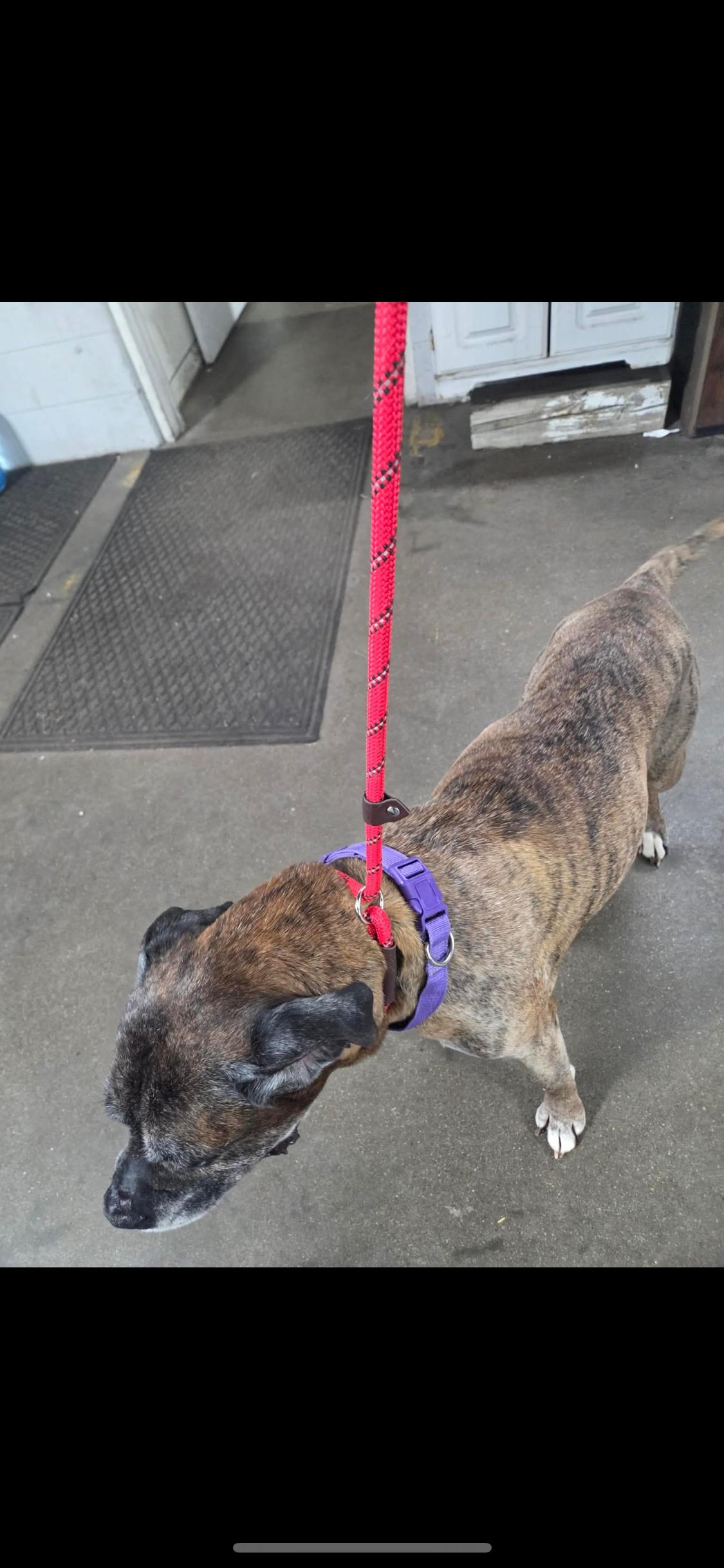 Enlarge Bruno, an adopted Boxer in Fountaintown, IN image 3/6