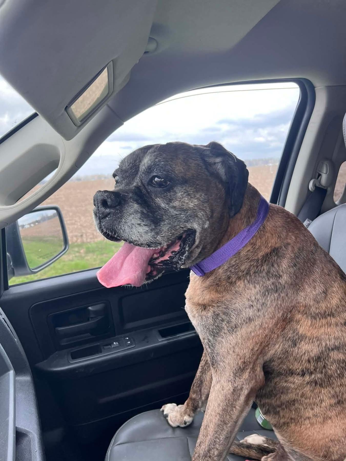 Enlarge Bruno, an adopted Boxer in Fountaintown, IN image 2/6