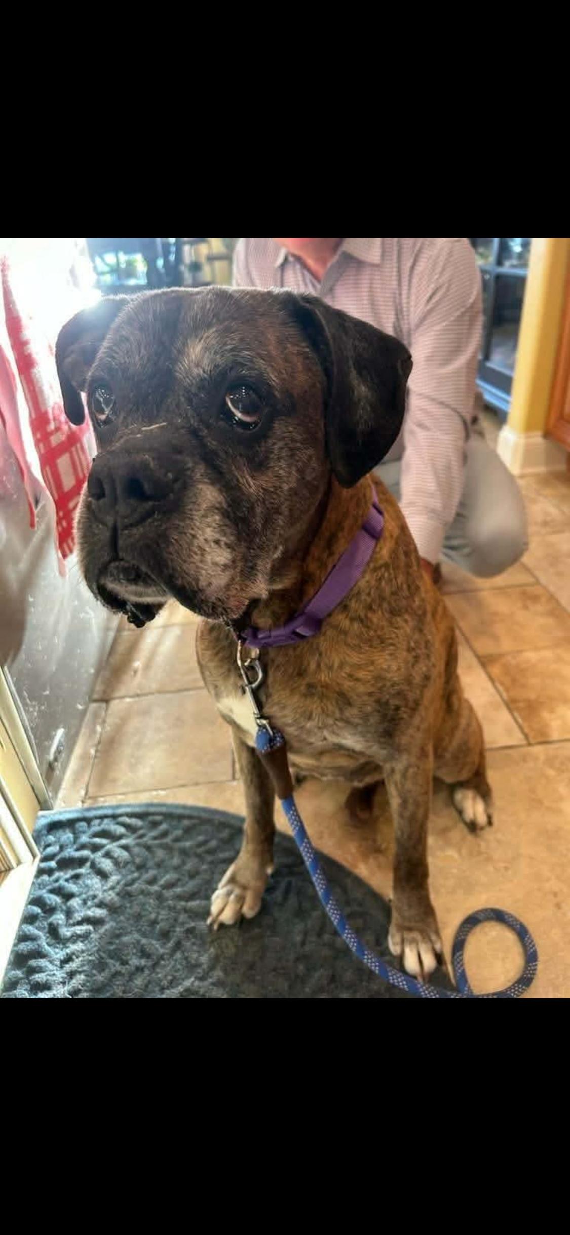 Enlarge Bruno, an adopted Boxer in Fountaintown, IN image 1/6