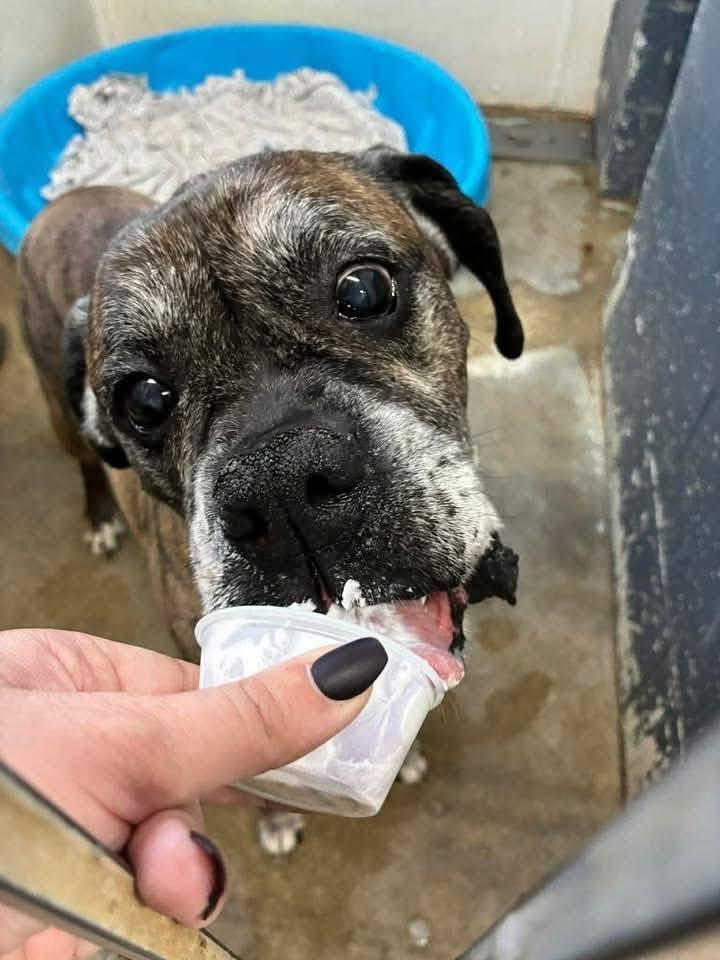 Enlarge Bruno, an adopted Boxer in Fountaintown, IN image 6/6