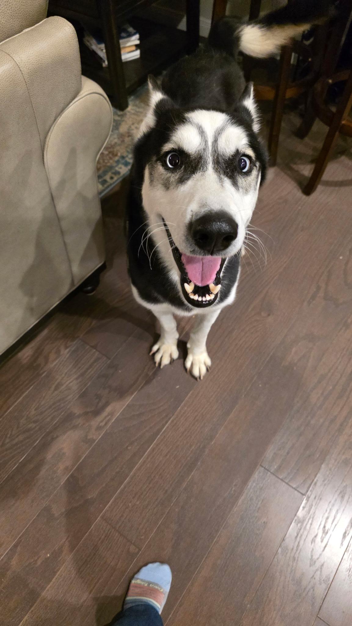 Enlarge Smokey, a Adoptable Siberian Husky in Grove city, OH image 2/6