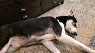 Enlarge Smokey, a Adoptable Siberian Husky in Grove city, OH image 3/6