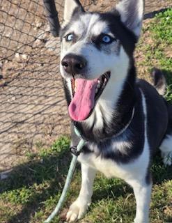 Enlarge Smokey, a Adoptable Siberian Husky in Grove city, OH image 6/6