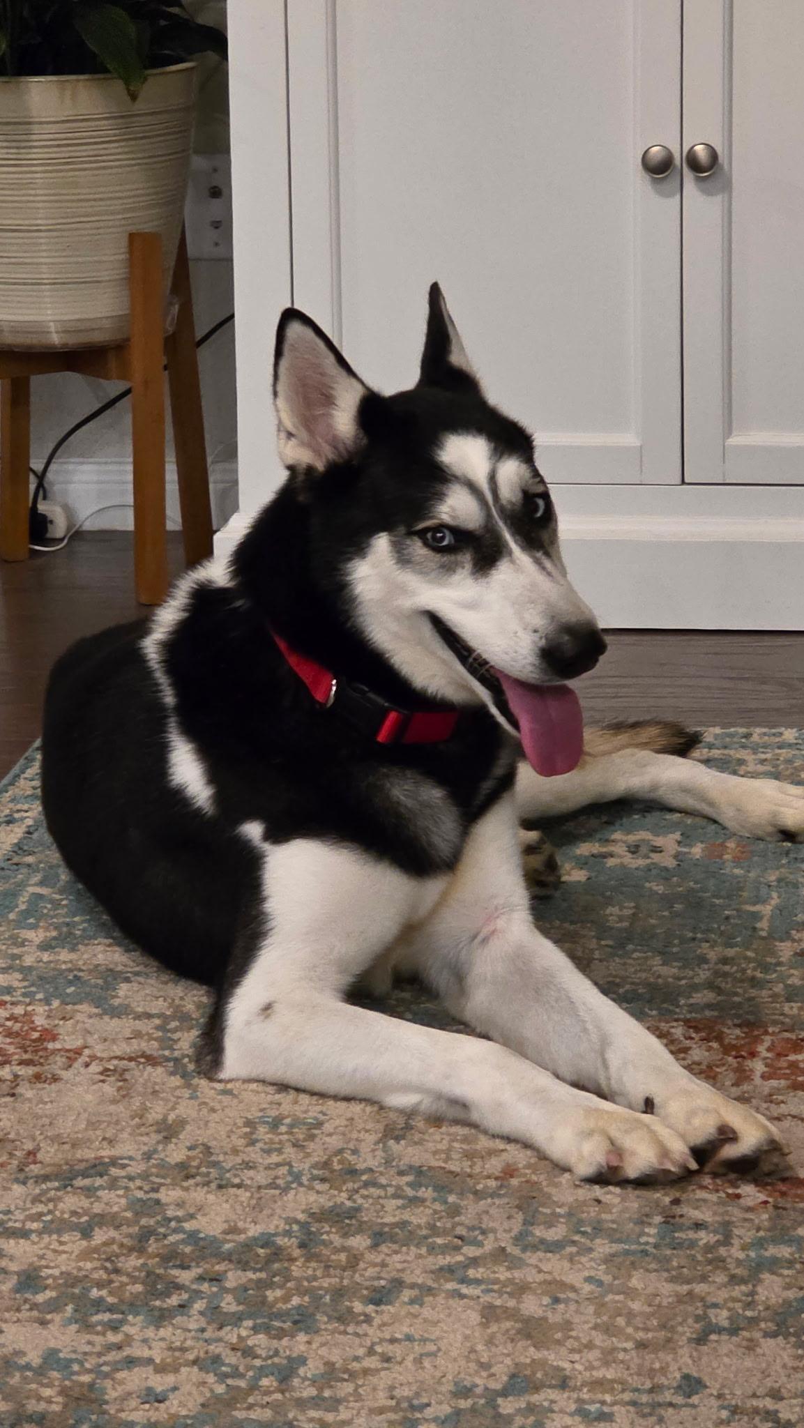 Smokey, Adoptable, Adult Male Siberian Husky.
