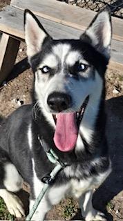 Enlarge Smokey, a Adoptable Siberian Husky in Grove city, OH image 5/6