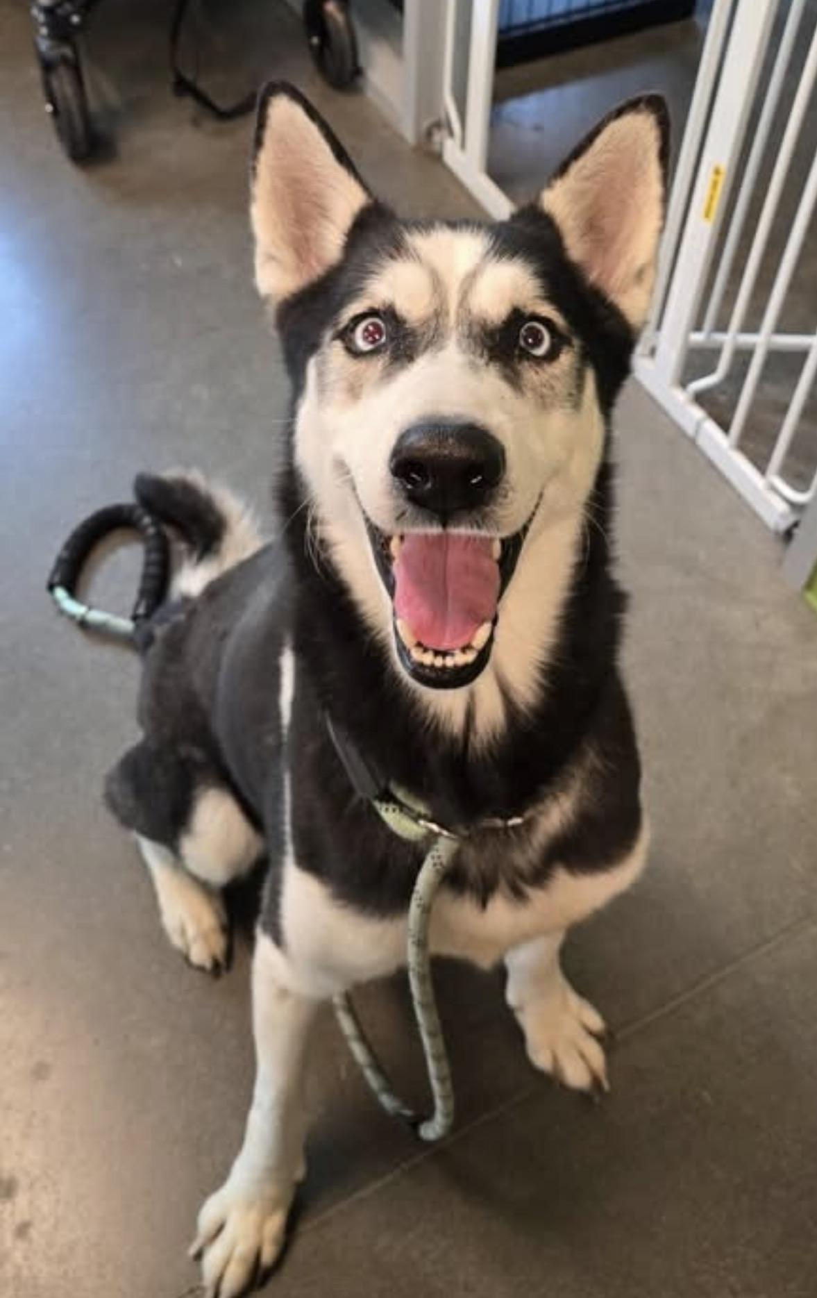 Enlarge Smokey, a Adoptable Siberian Husky in Grove city, OH image 4/6