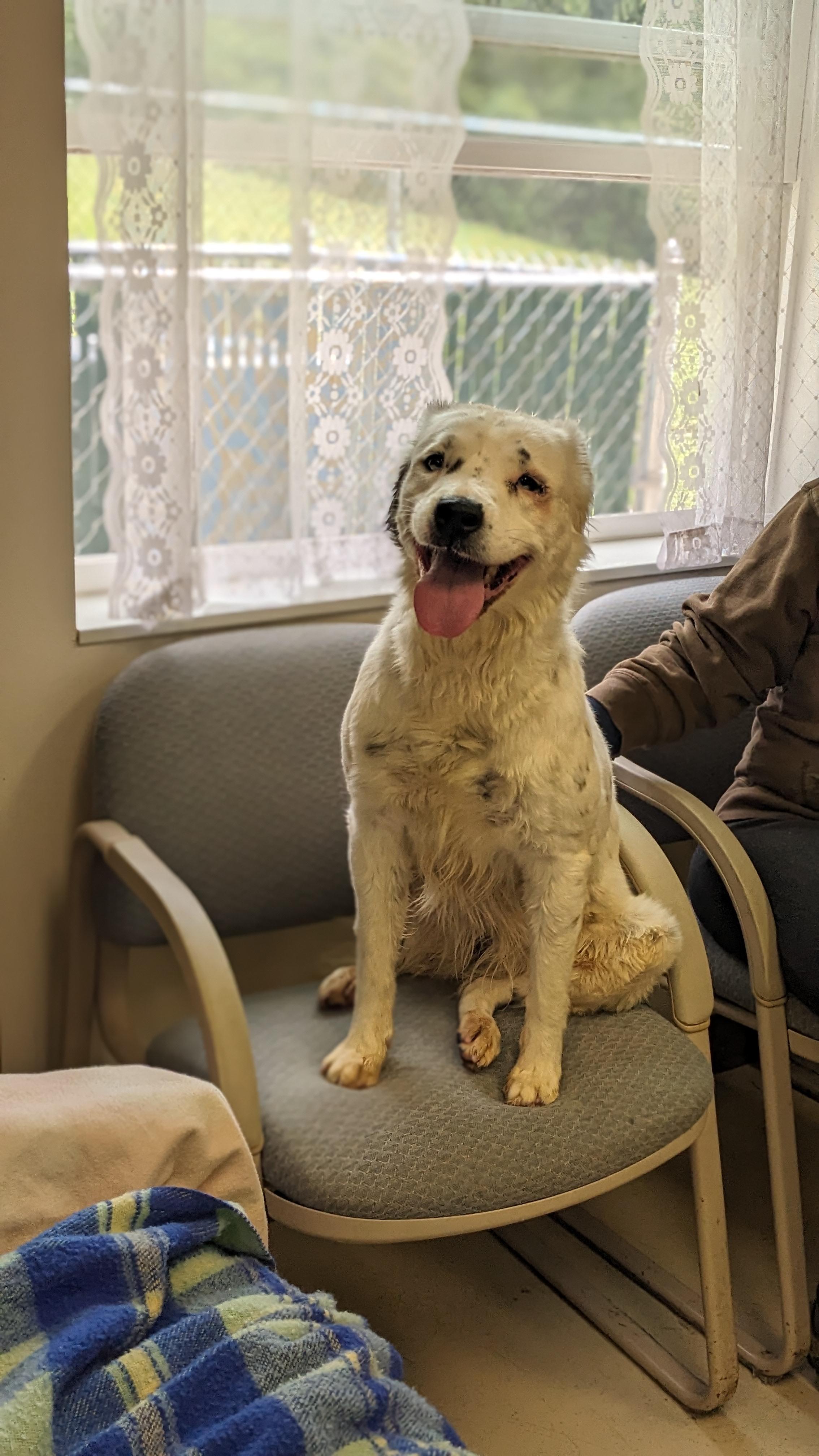 Enlarge Willow , an adopted mixed breed in Springfield, OH image 2/3