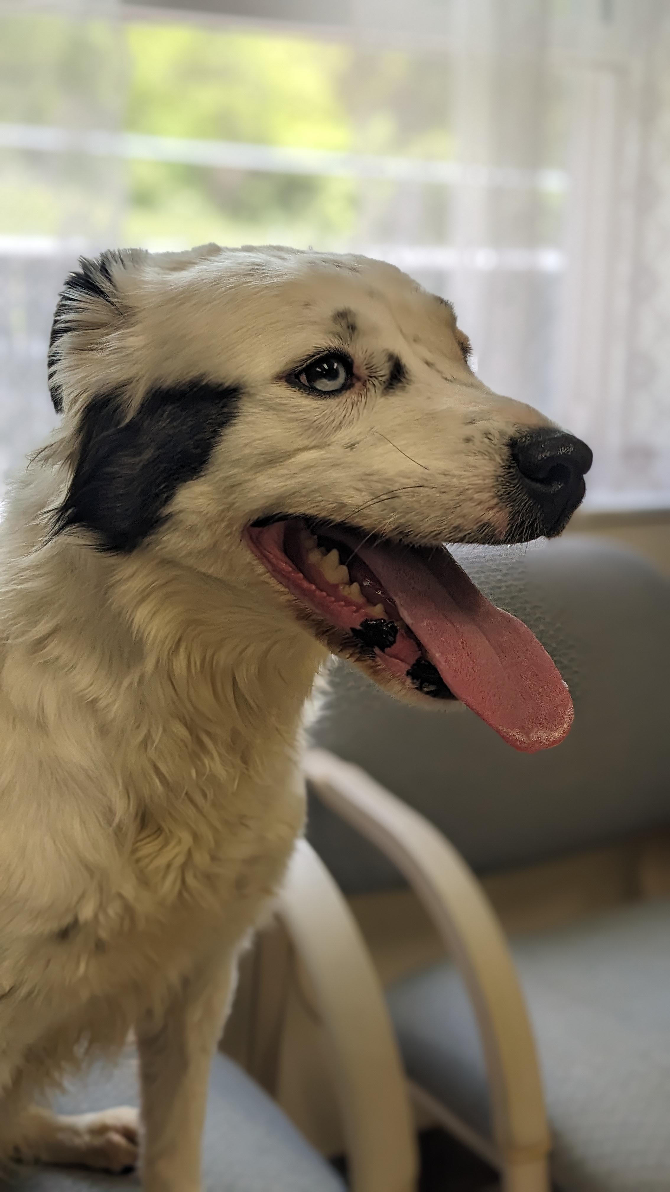 Enlarge Willow , an adopted mixed breed in Springfield, OH image 3/3