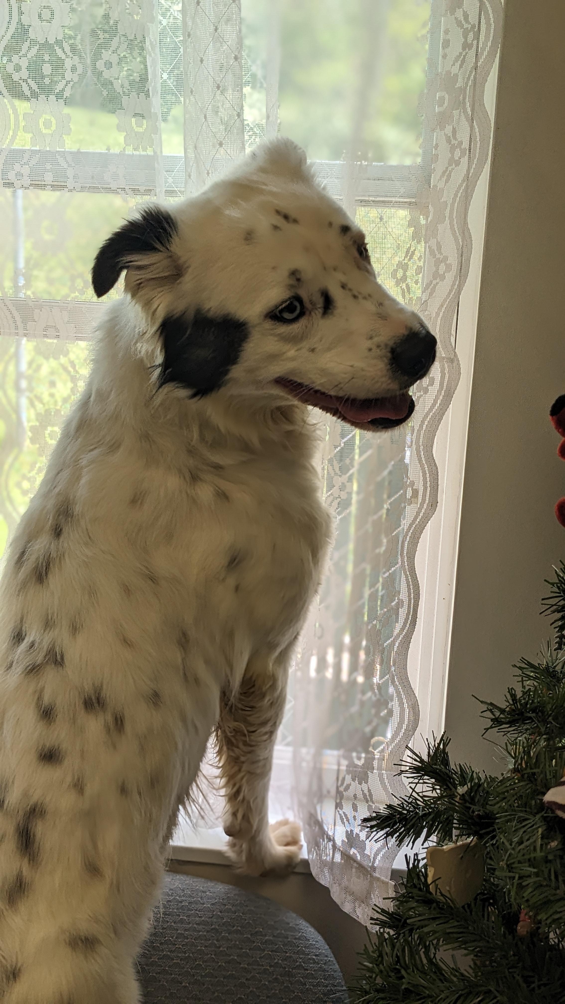 Willow , adopted, Adult Female Australian Shepherd.