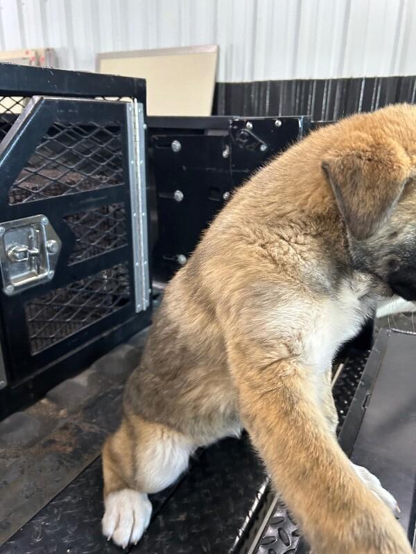 Ana, Adoptable, Young Female German Shepherd Dog.