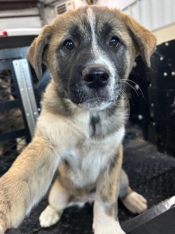 Enlarge Ana, a Adoptable German Shepherd Dog in Hobbs, NM image 2/6