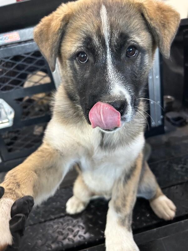 Enlarge Ana, a Adoptable German Shepherd Dog in Hobbs, NM image 3/6