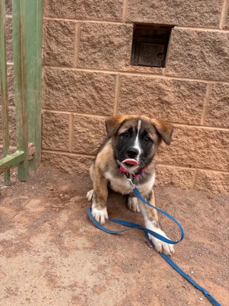 Enlarge Ana, a Adoptable German Shepherd Dog in Hobbs, NM image 4/6