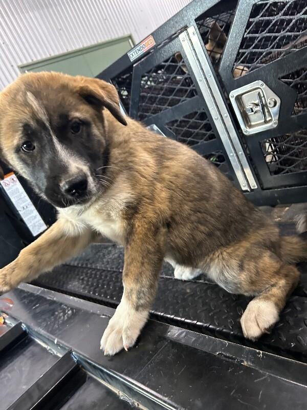 Enlarge Ana, a Adoptable German Shepherd Dog in Hobbs, NM image 6/6