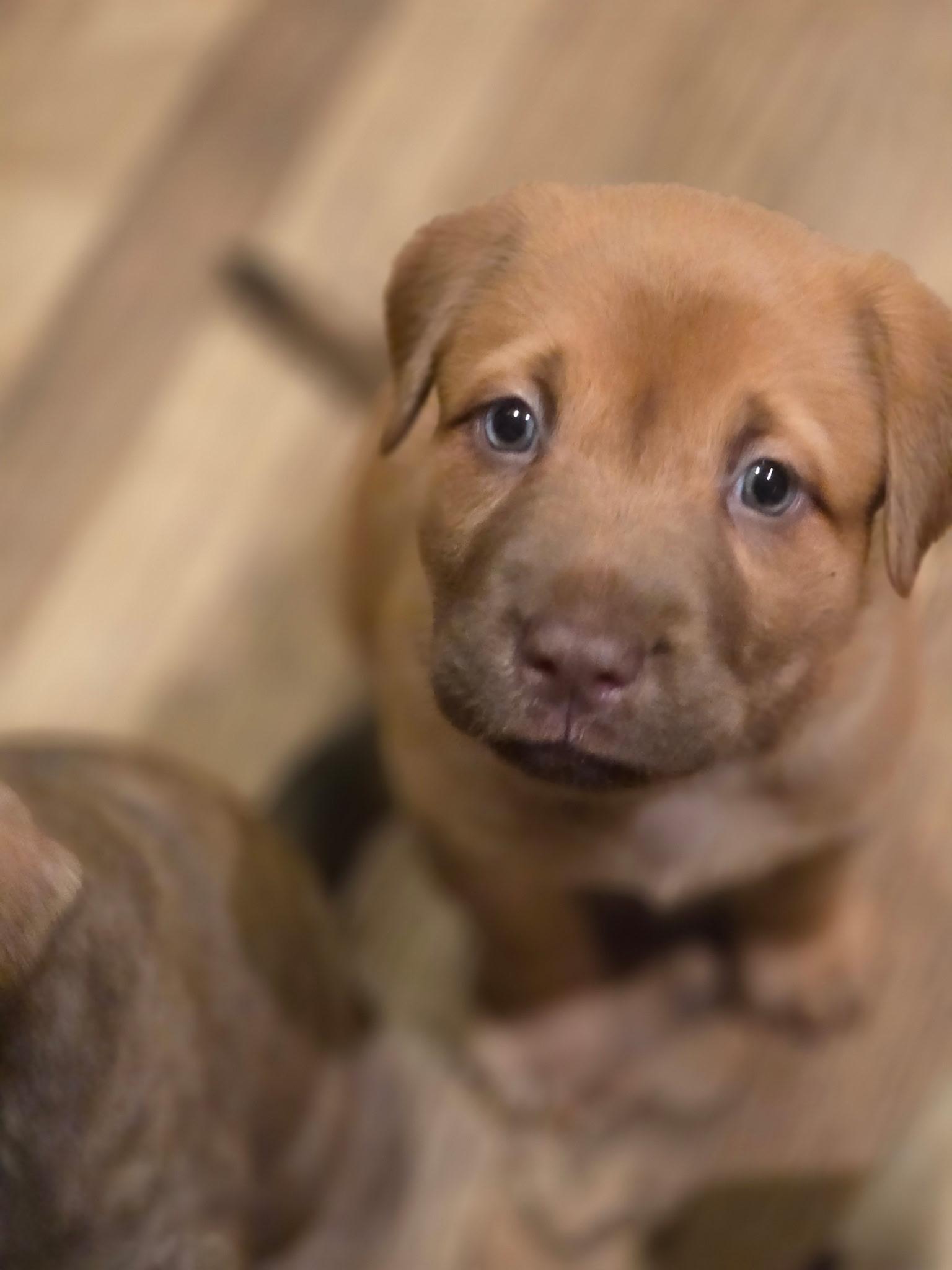Fawn, adopted, Puppy Female Labrador Retriever & American Bully.