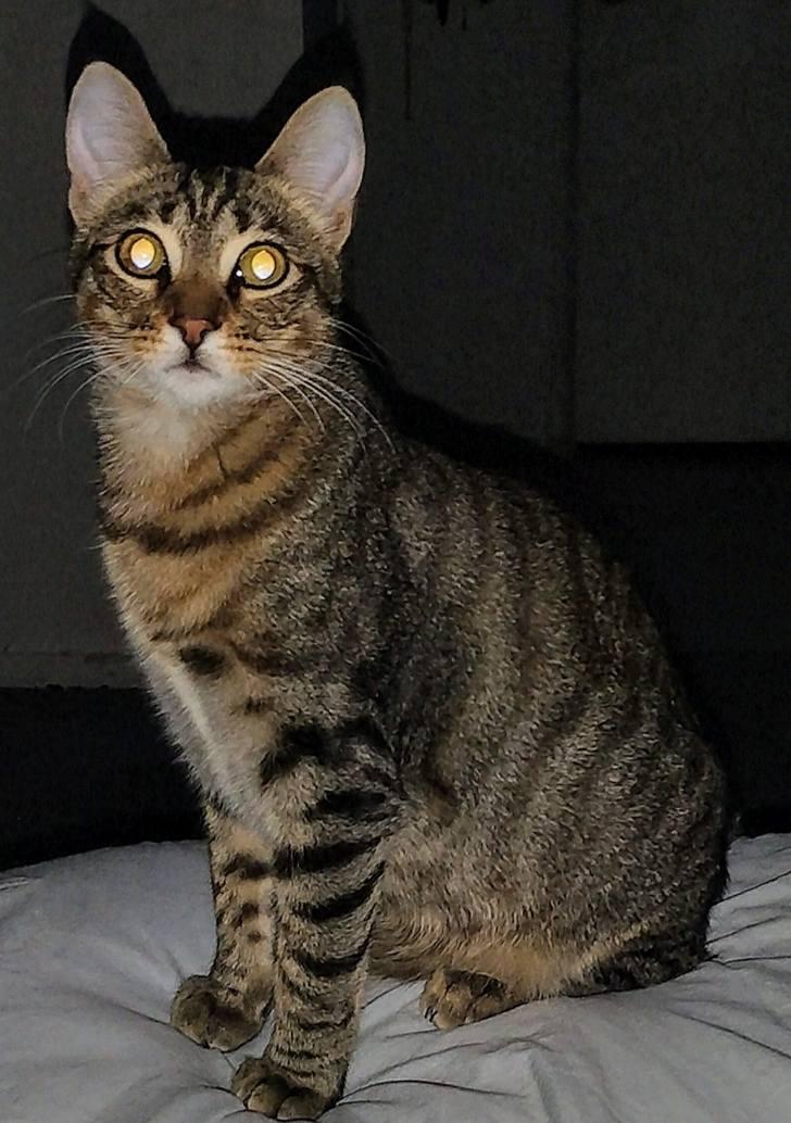 Miranda Courtesy post, Adopted, Adult Male Tabby & Domestic Short Hair.