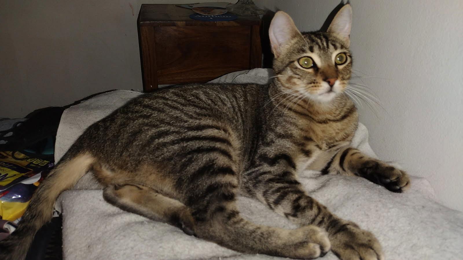 Enlarge Miranda Courtesy post, a Adopted mixed breed in Laguna Niguel, CA image 2/3