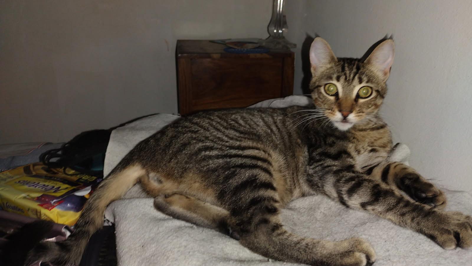 Enlarge Miranda Courtesy post, a Adopted mixed breed in Laguna Niguel, CA image 3/3