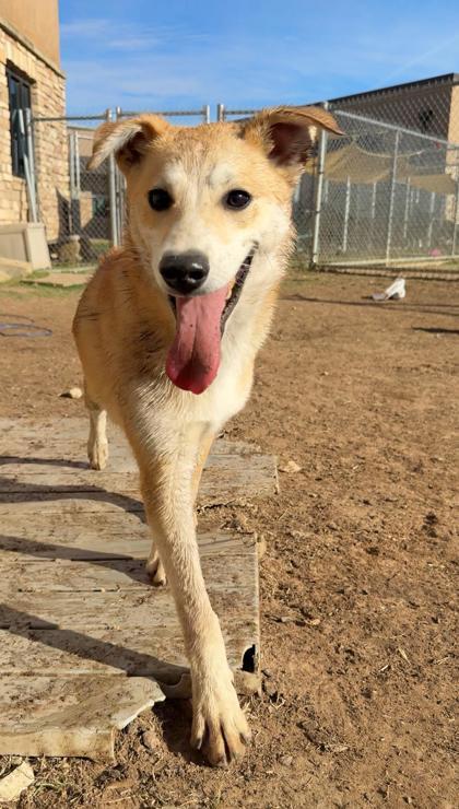 Bingo, Adoptable, Puppy Male Shiba Inu & Mixed Breed.