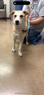 Bingo, Adoptable, Puppy Male Shiba Inu & Mixed Breed.