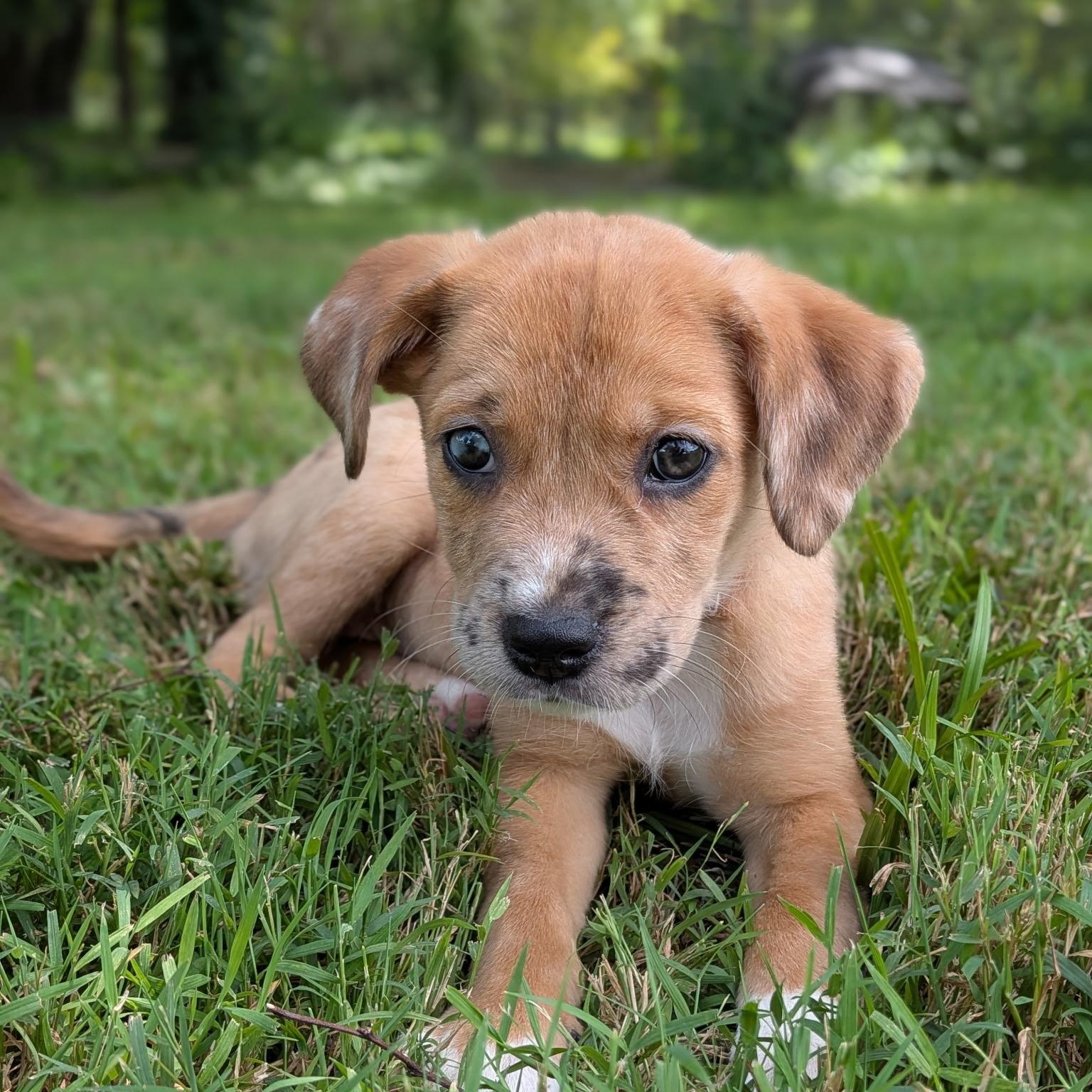 Malia, a Adoptable Mixed Breed in Spring hill, TN image 1/5