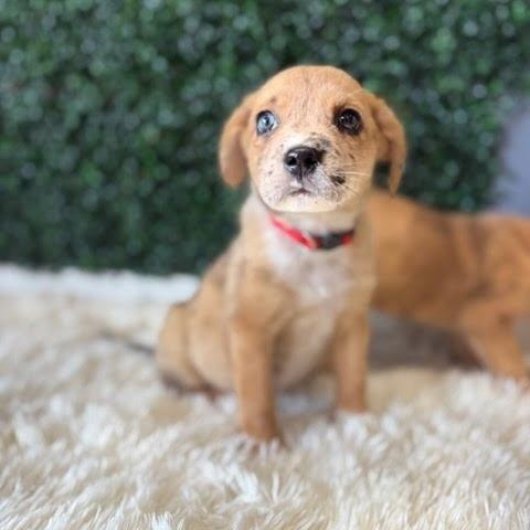 Malia, a Adoptable Mixed Breed in Spring hill, TN image 4/5