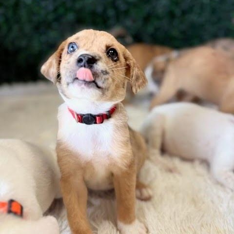 Malia, a Adoptable Mixed Breed in Spring hill, TN image 2/5