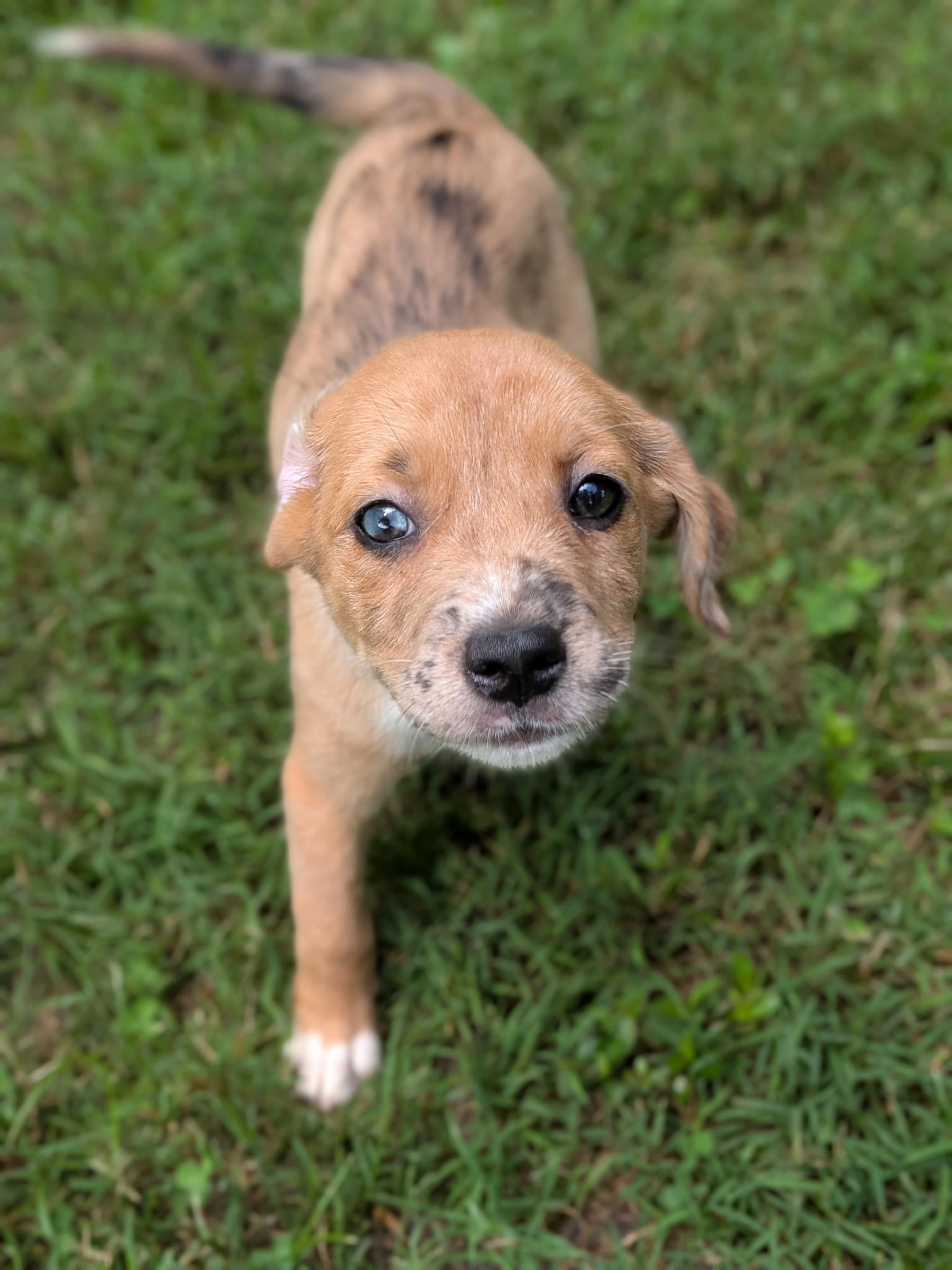 Malia, a Adoptable Mixed Breed in Spring hill, TN image 5/5