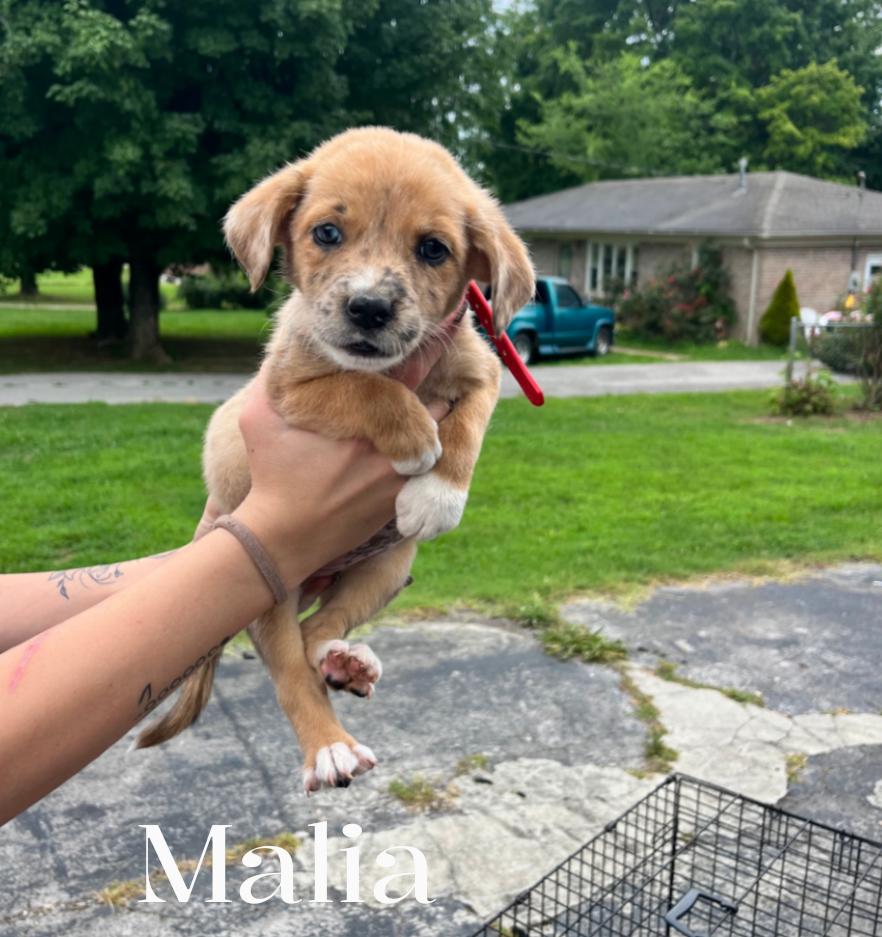Malia, a Adoptable Mixed Breed in Spring hill, TN image 3/5