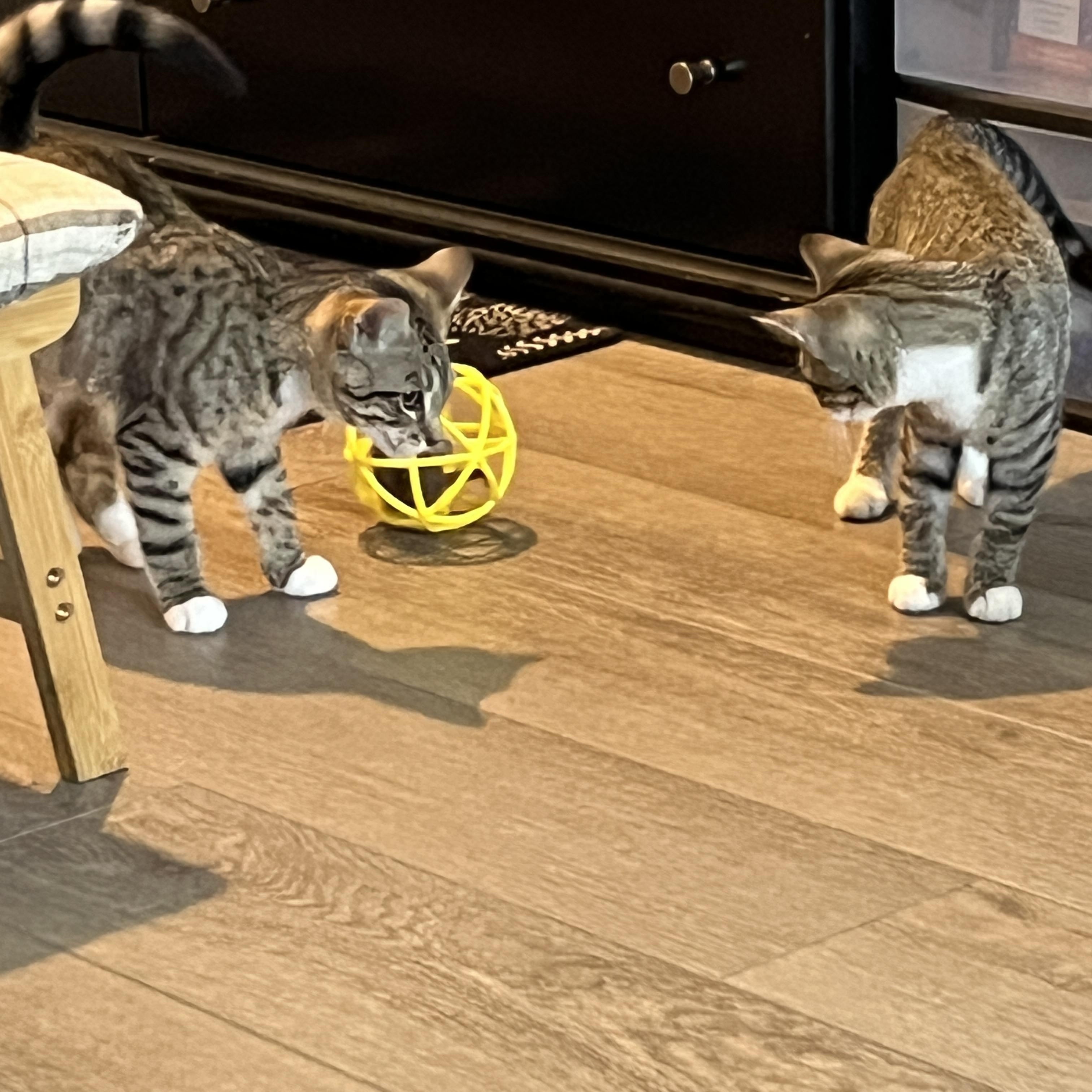 Enlarge Lil, a Adoptable Domestic Short Hair in Manorville , NY image 3/4