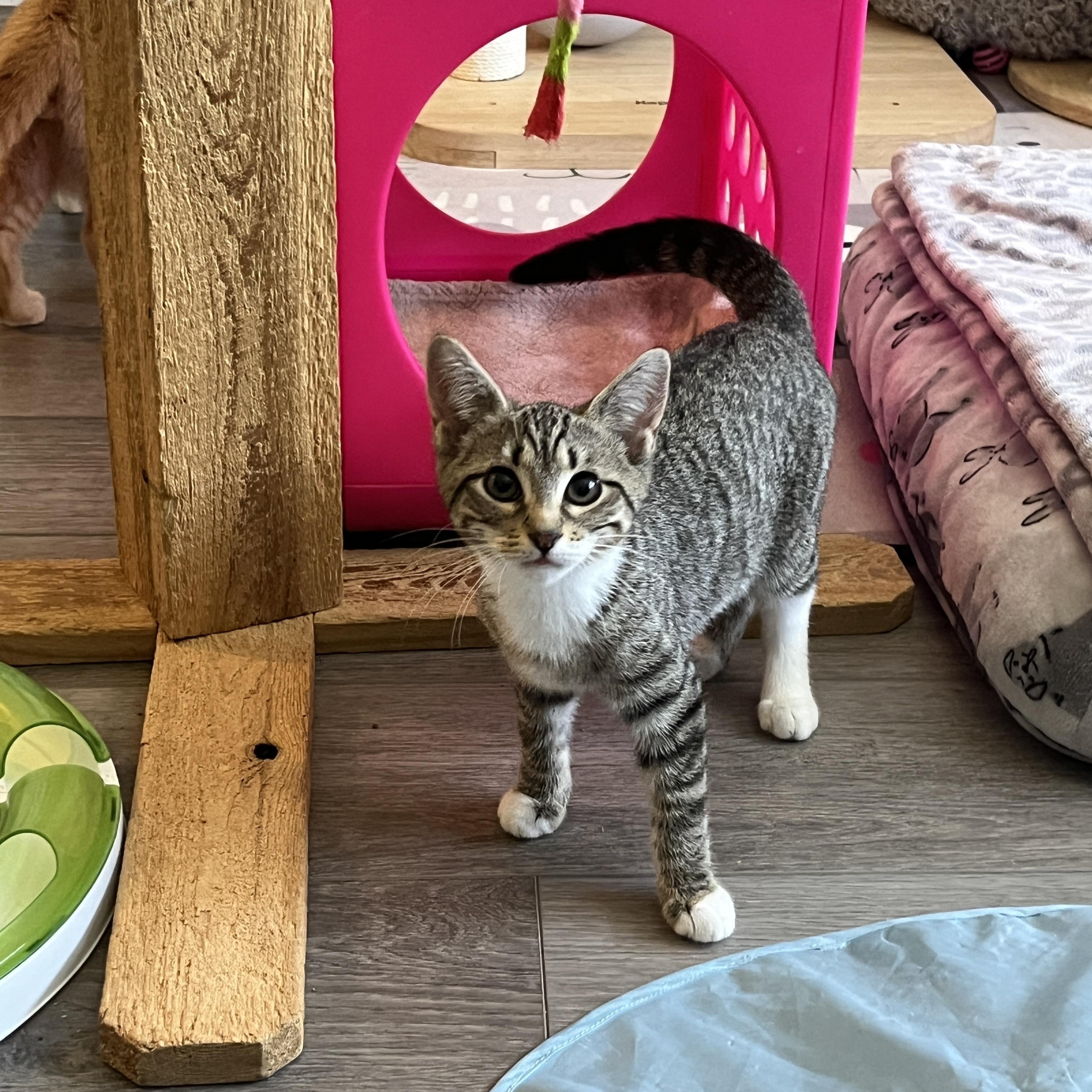 Enlarge Lil, a Adoptable Domestic Short Hair in Manorville , NY image 1/4