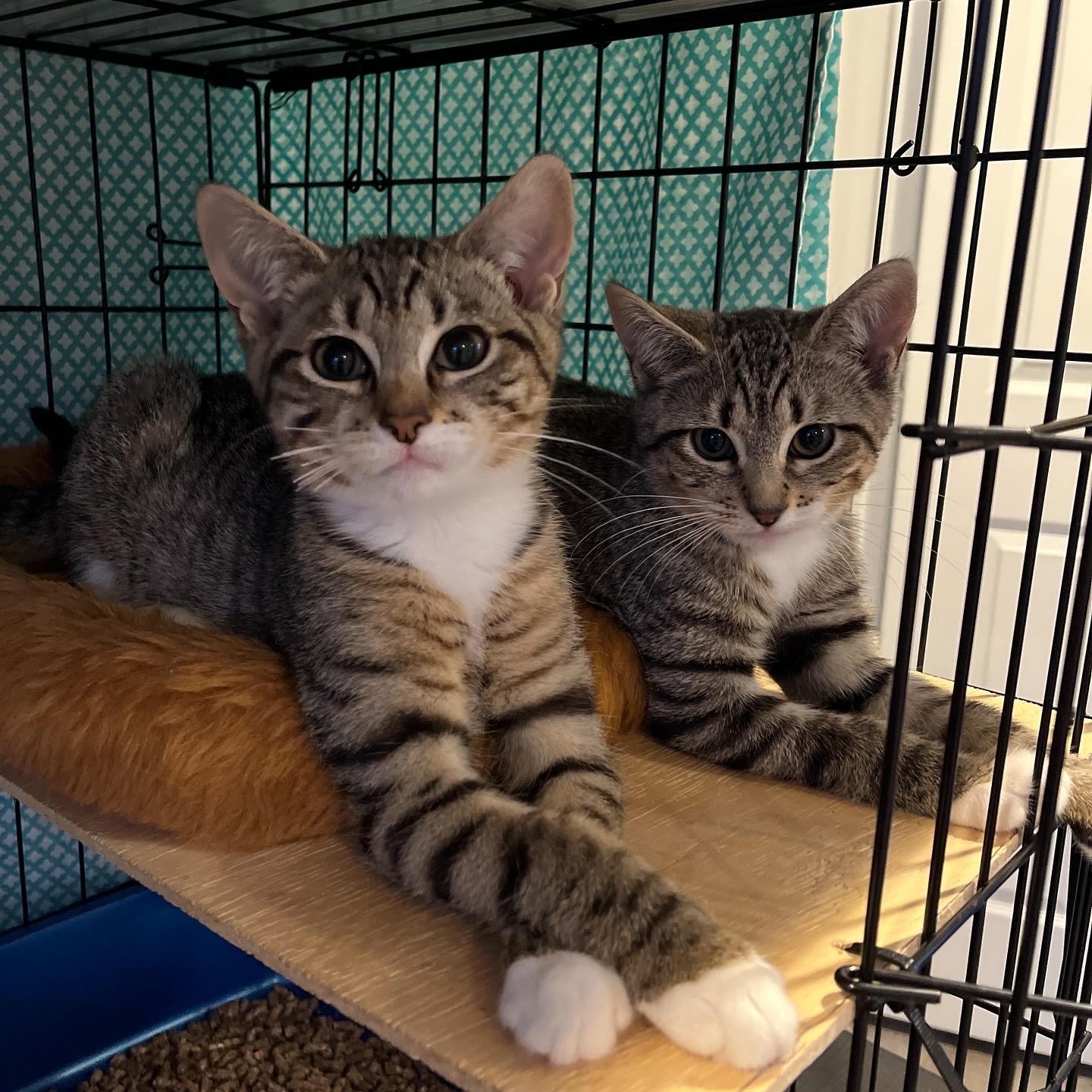 Enlarge Lil, a Adoptable Domestic Short Hair in Manorville , NY image 4/4