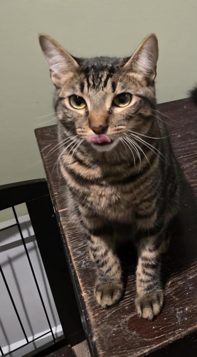 Woody (Petsense - Perry), Adopted, Young Male Domestic Short Hair.