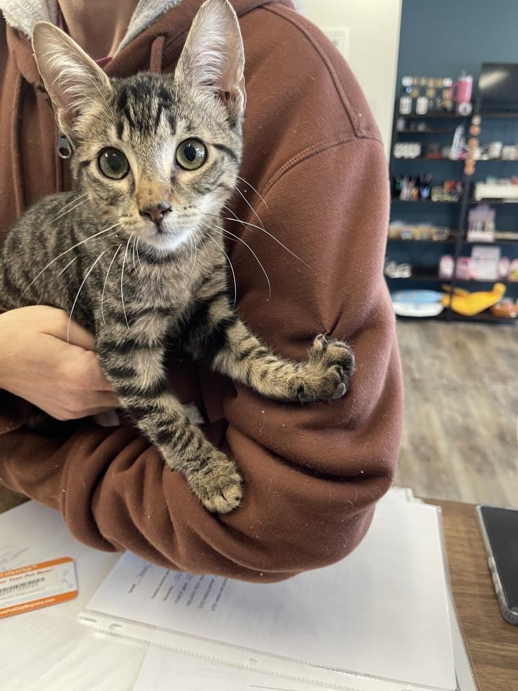 Enlarge Woody (Petsense - Perry), a Adopted Domestic Short Hair in Warner Robins, GA image 2/2
