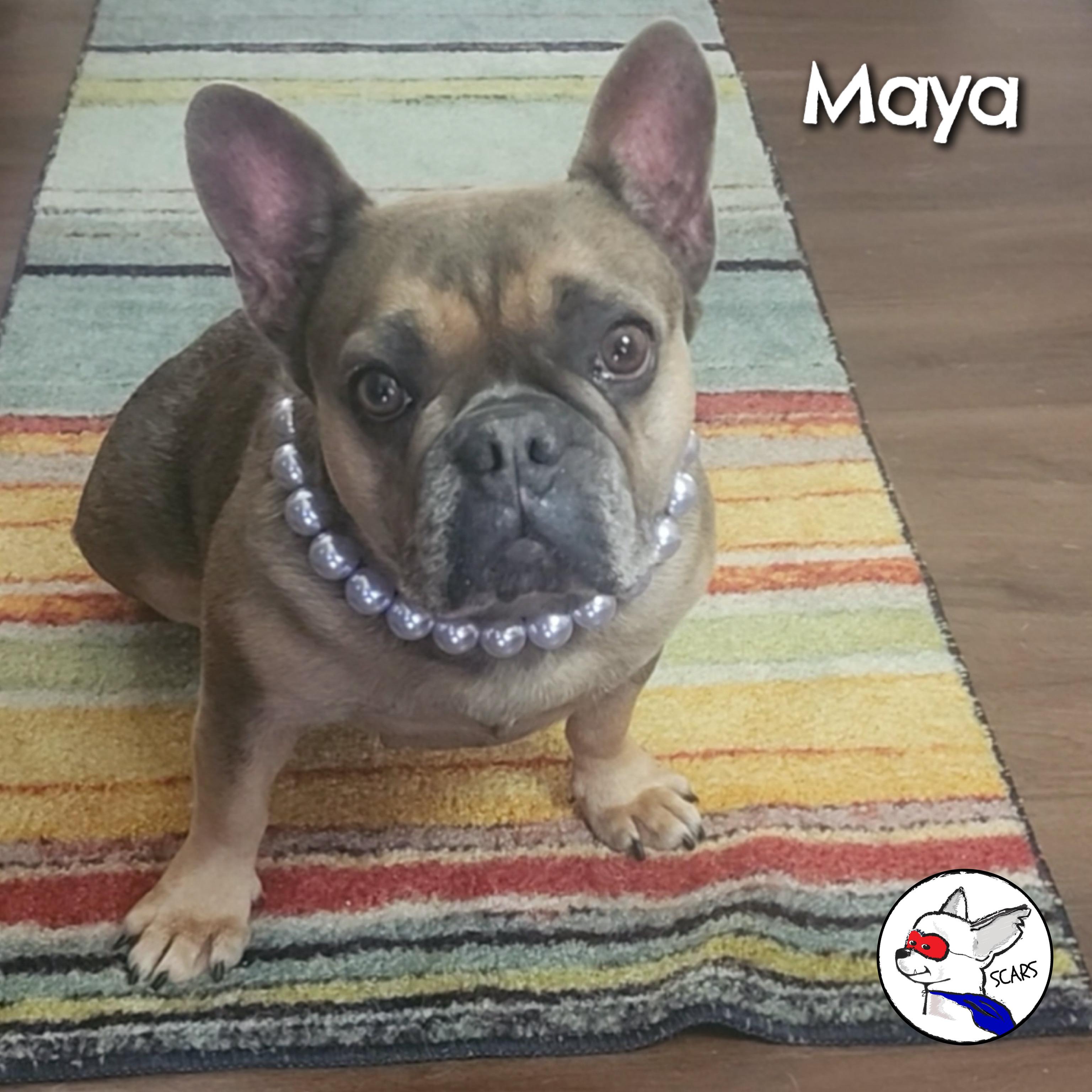 Enlarge Maya, a ADOPTABLE French Bulldog in Glendora, CA image 4/6