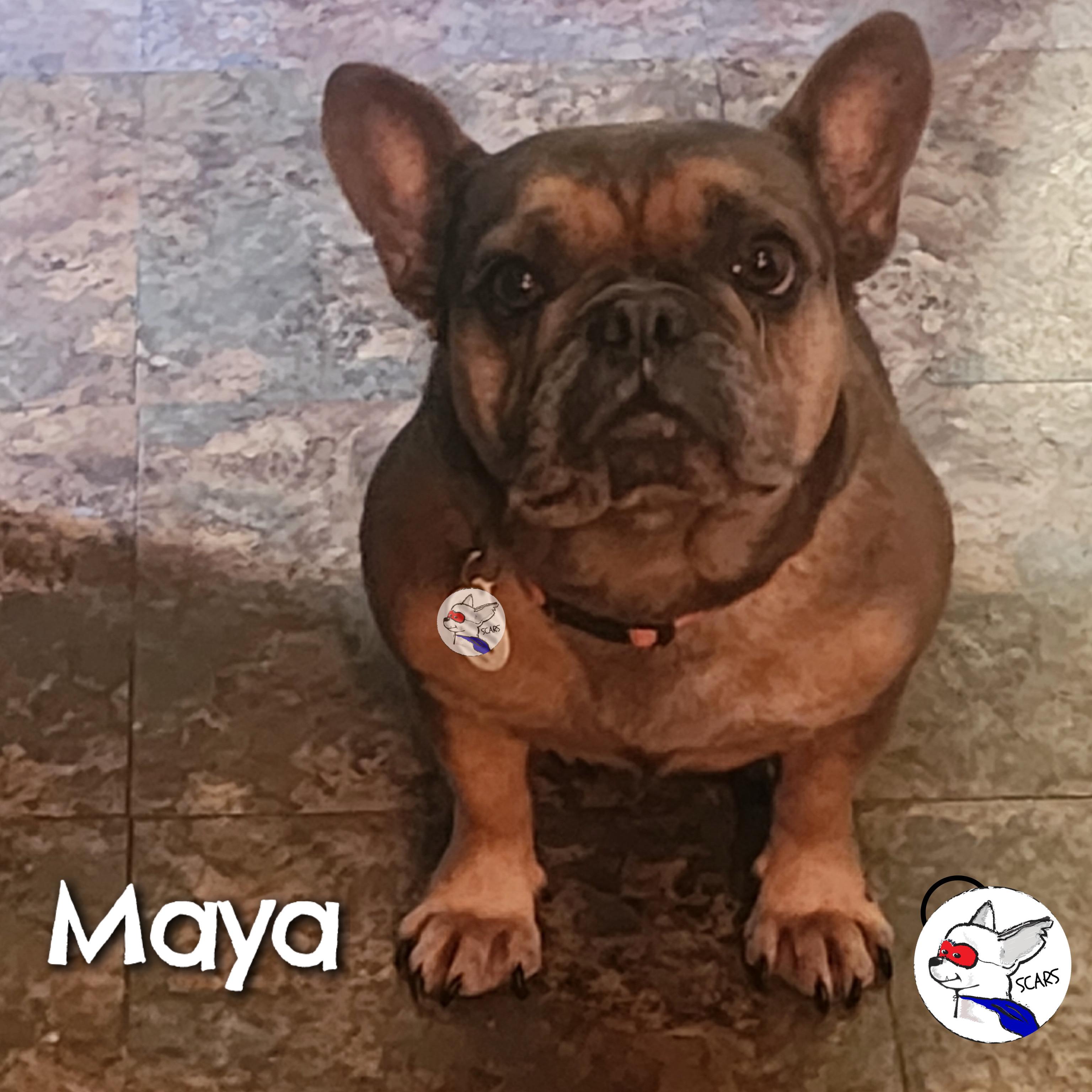 Enlarge Maya, a ADOPTABLE French Bulldog in Glendora, CA image 3/6