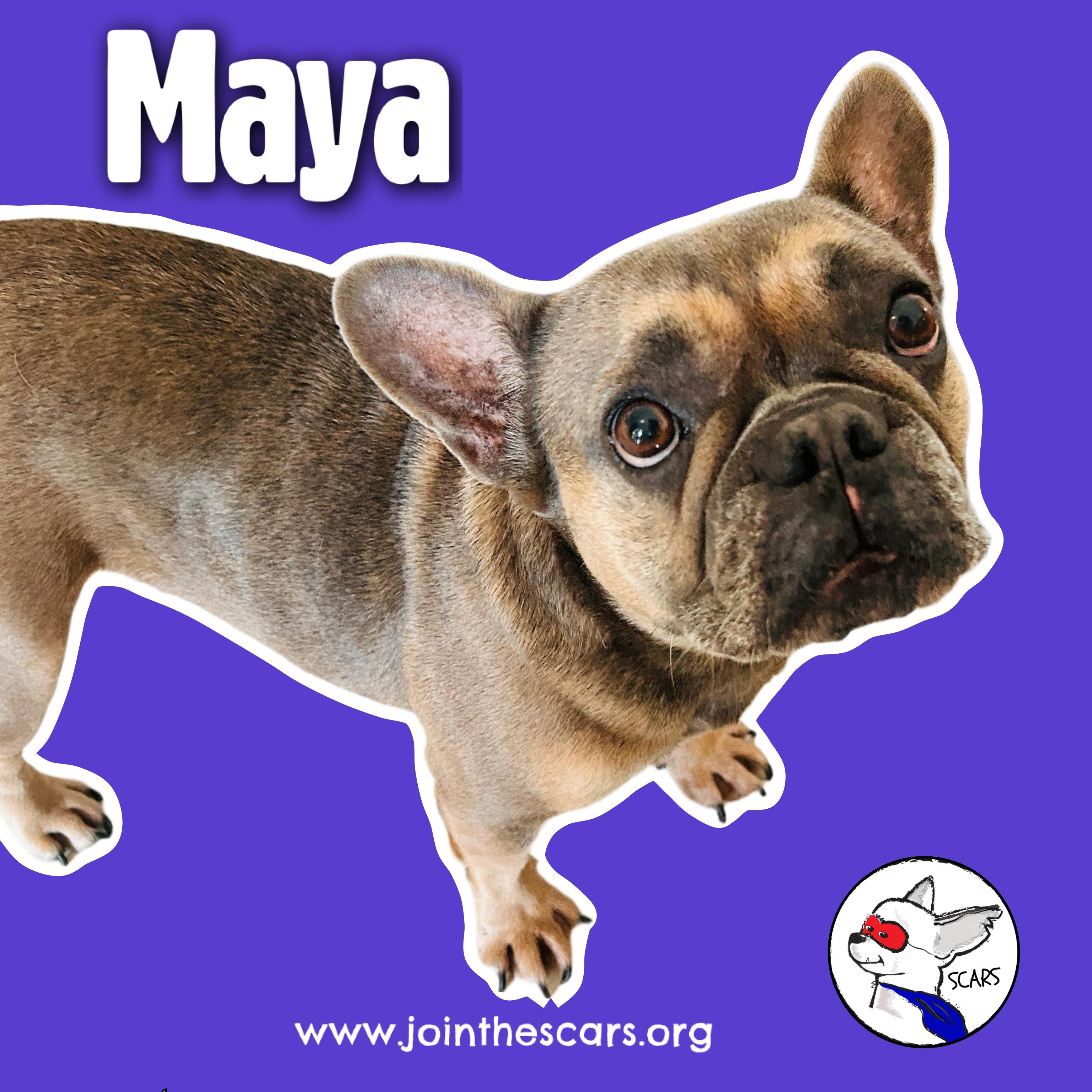 Enlarge Maya, a ADOPTABLE French Bulldog in Glendora, CA image 5/6