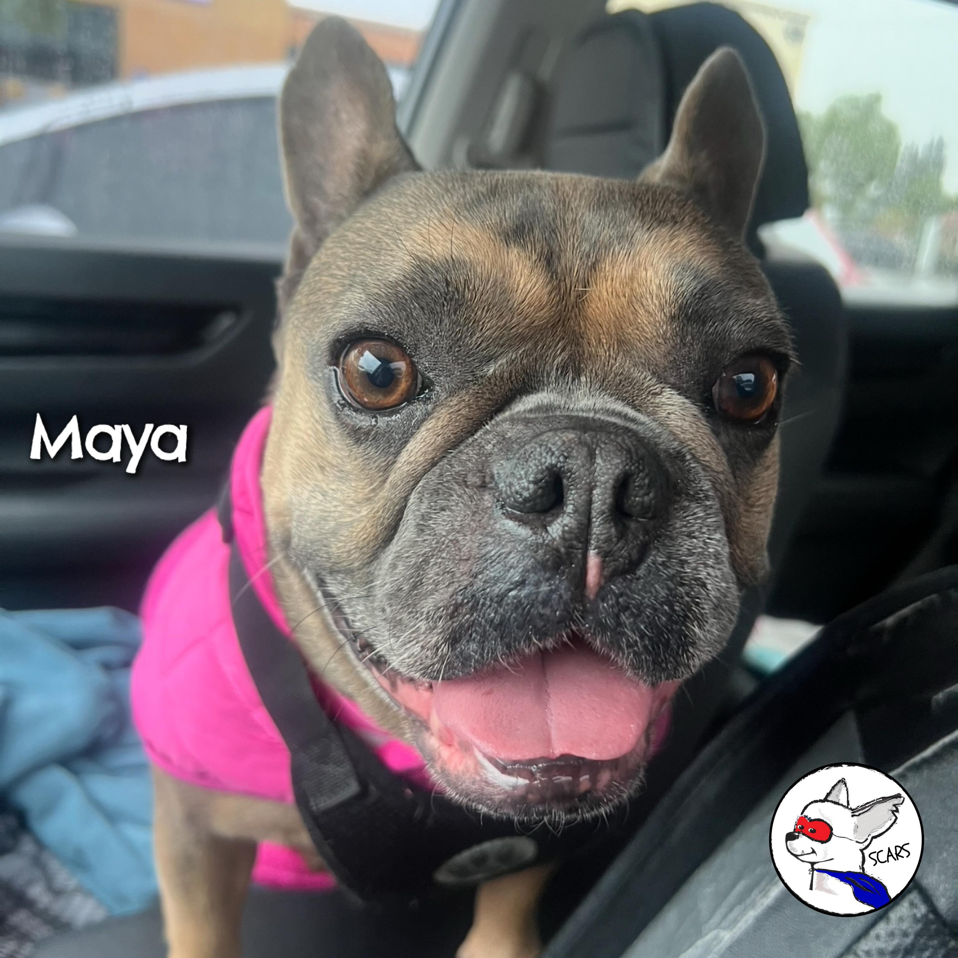 Enlarge Maya, a ADOPTABLE French Bulldog in Glendora, CA image 6/6