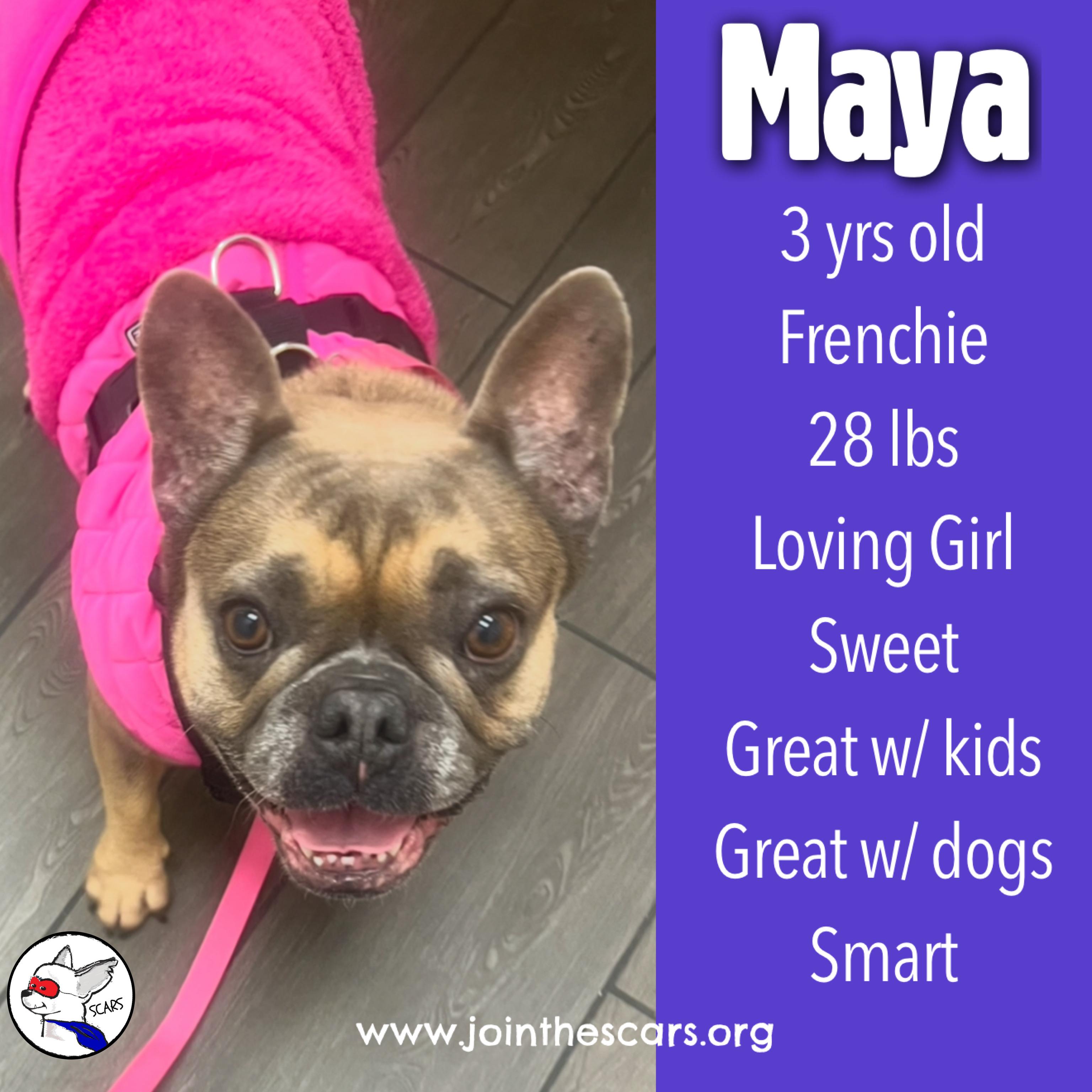 Enlarge Maya, a ADOPTABLE French Bulldog in Glendora, CA image 1/6