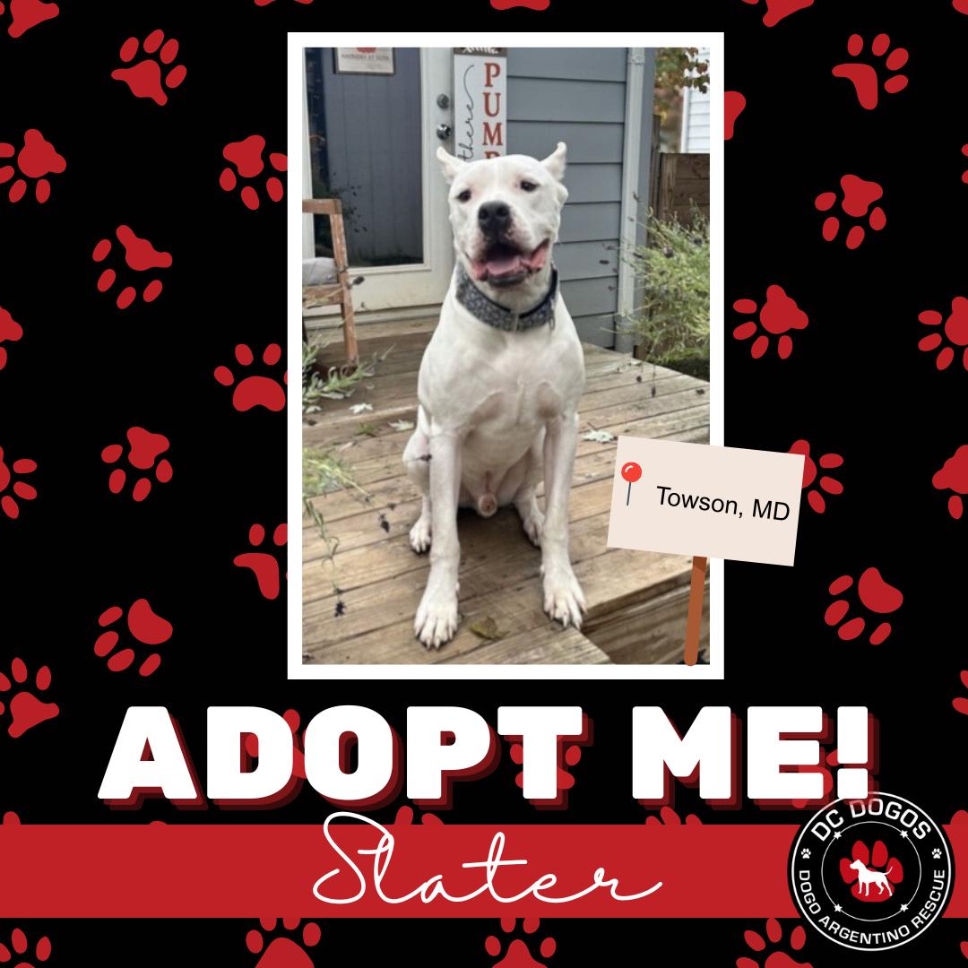 Enlarge Slater, a Adoptable Dogo Argentino in Baltimore, MD image 1/4