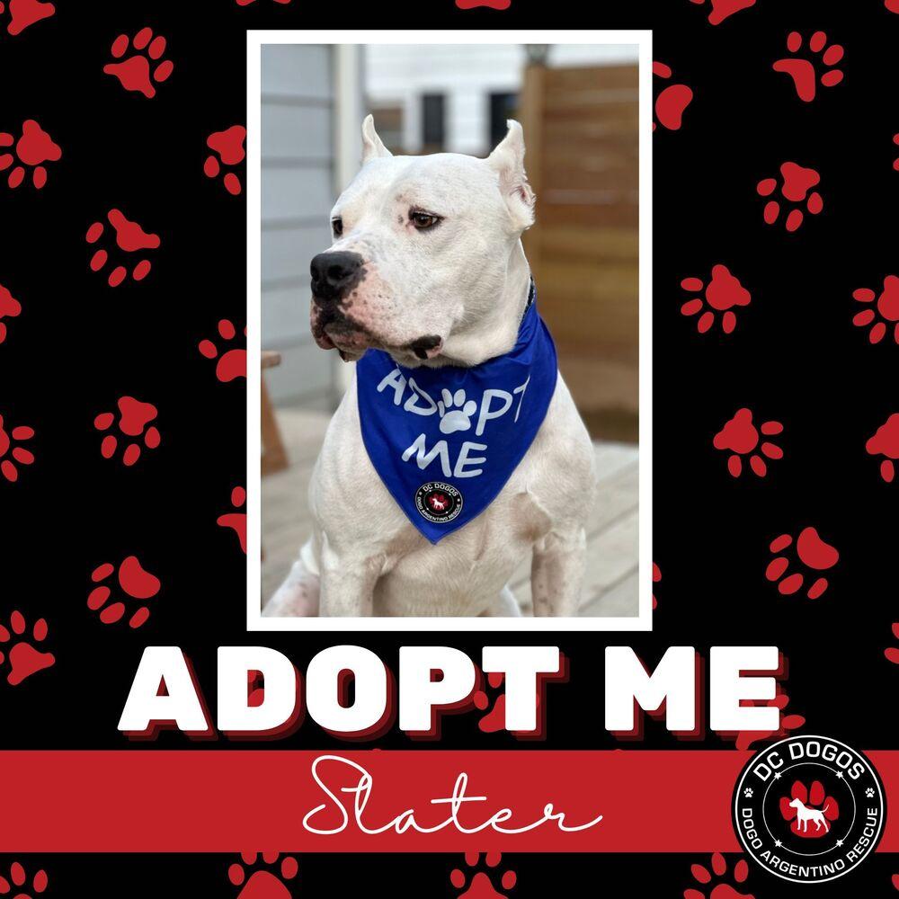 Enlarge Slater, a Adoptable Dogo Argentino in Baltimore, MD image 4/4