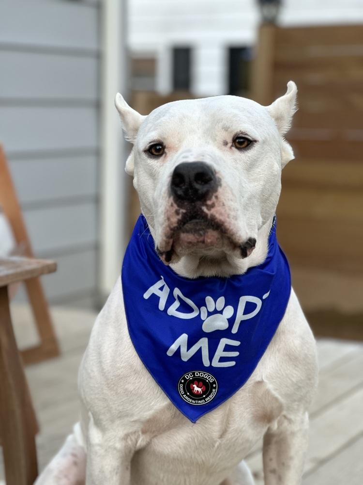 Slater, a Adoptable Dogo Argentino in Baltimore, MD image 1/2