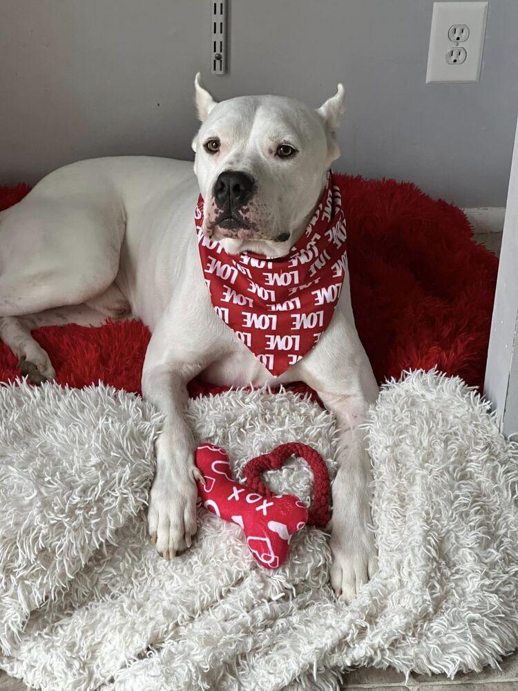 Slater, Adoptable, Adult Male Dogo Argentino.