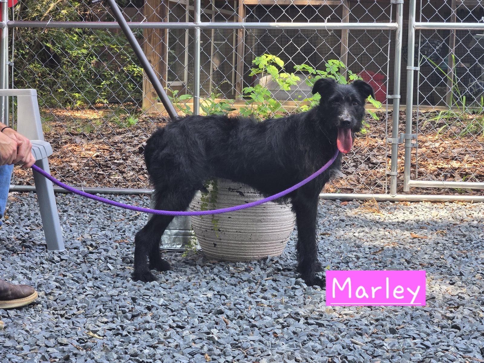 Marley, Adoptable, Young Female Schnauzer & Labrador Retriever.
