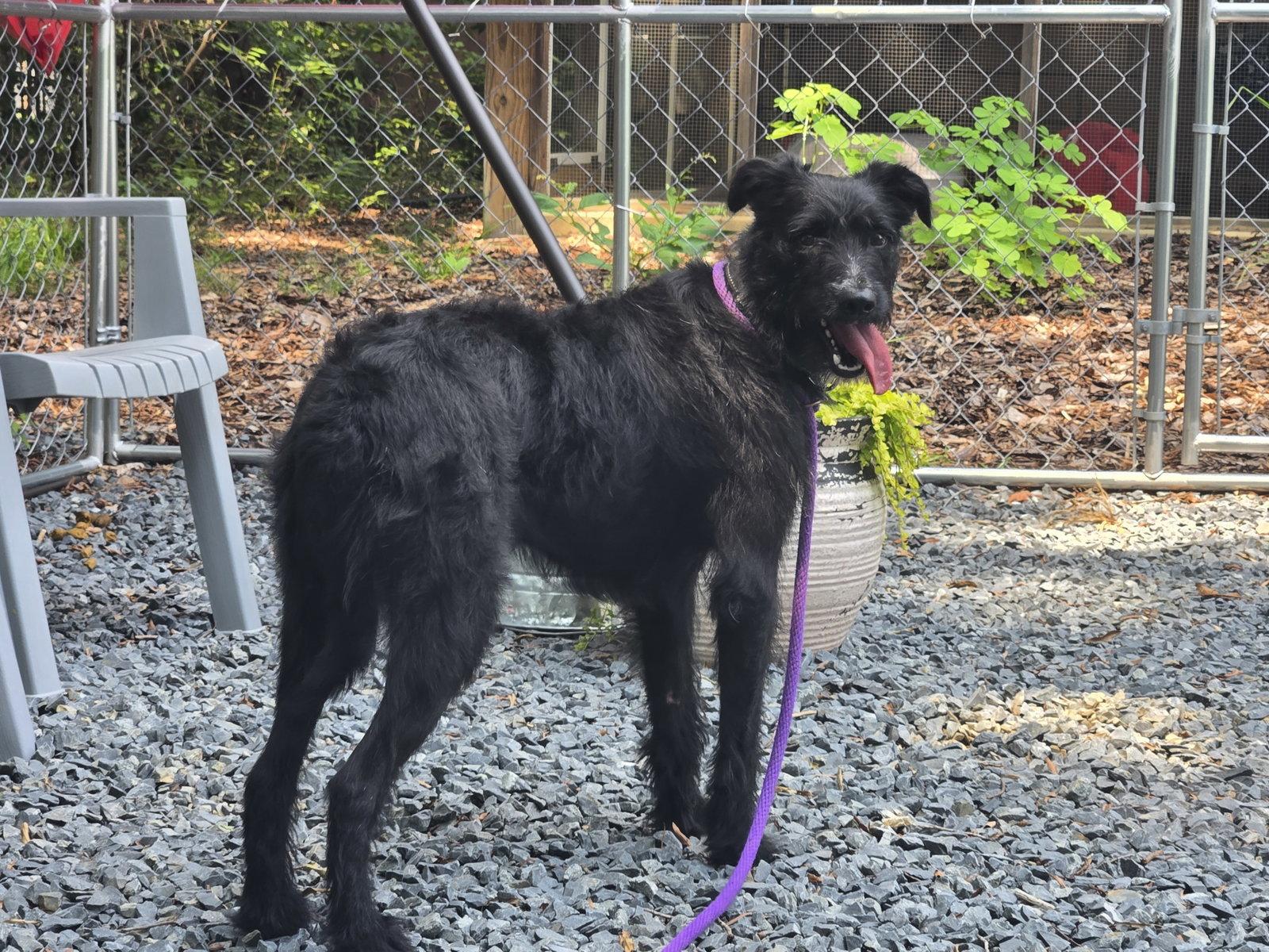 Enlarge Marley, a Adoptable mixed breed in Albemarle, NC image 2/3