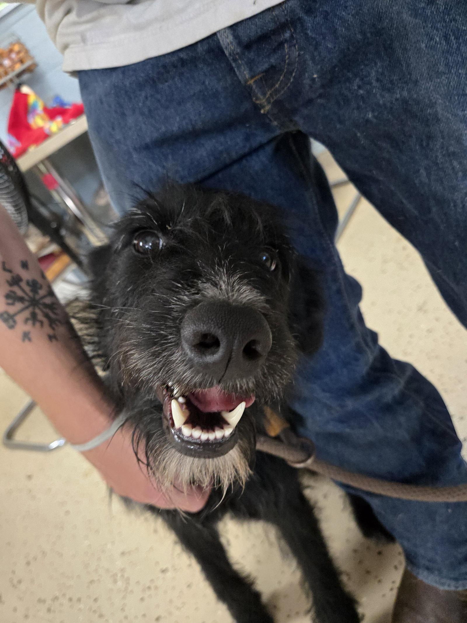 Enlarge Marley, a Adoptable mixed breed in Albemarle, NC image 3/3