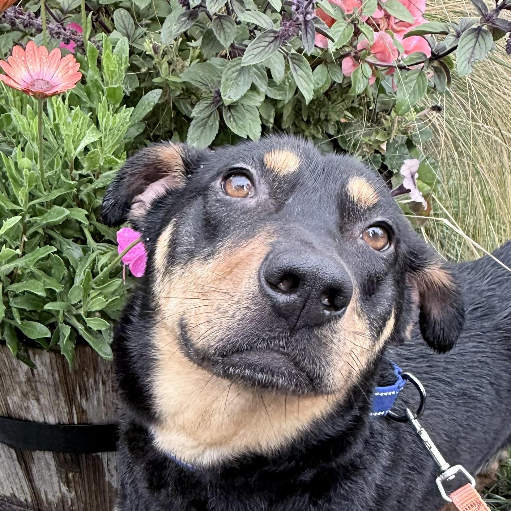 Enlarge Georgie, a Adoptable mixed breed in Quilcene, WA image 4/4