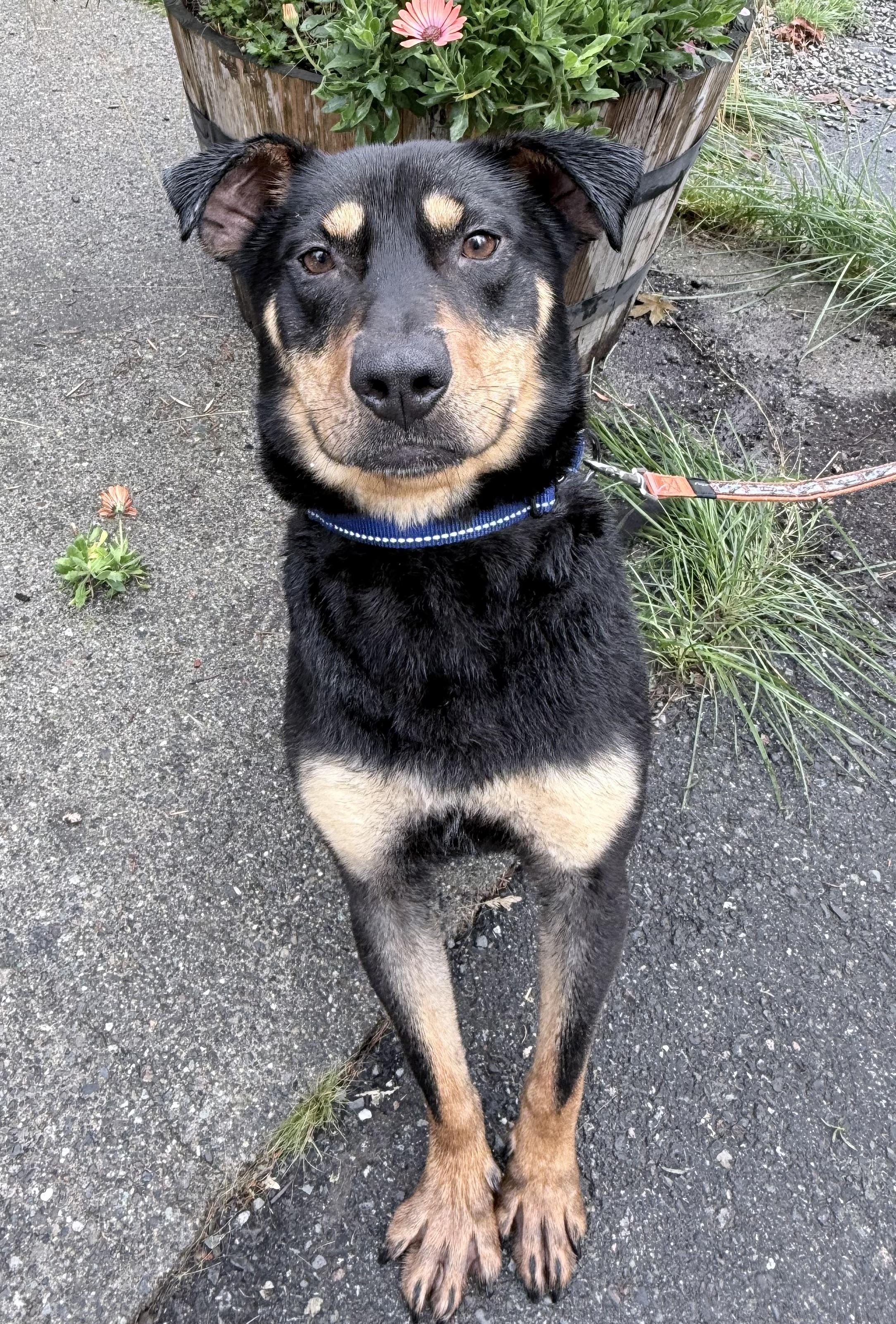 Enlarge Georgie, a Adoptable mixed breed in Quilcene, WA image 2/4
