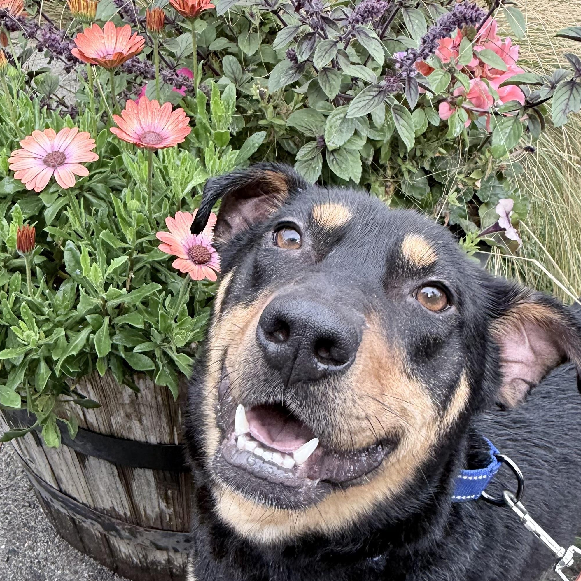 Enlarge Georgie, a Adoptable mixed breed in Quilcene, WA image 3/4